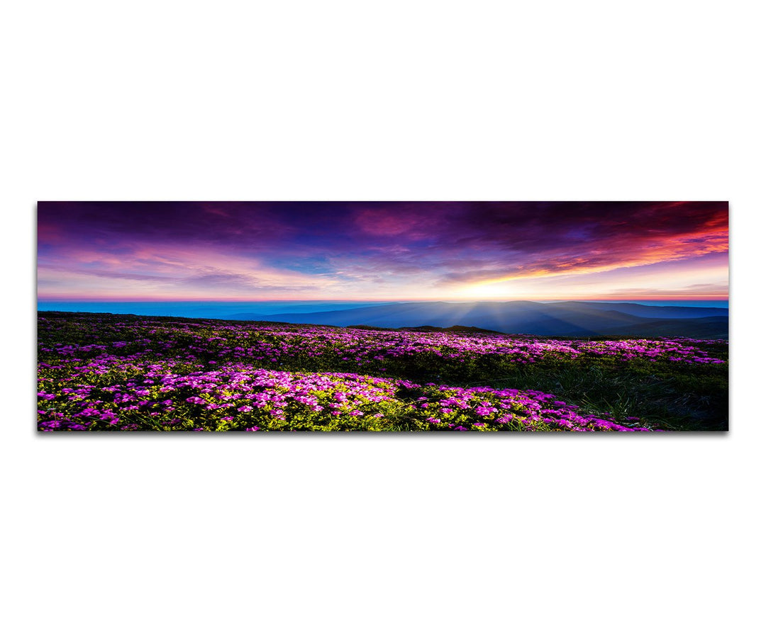 Paul Sinus Art Panoramabild auf Leinwand und Keilrahmen 120x40cm Ukraine Blumenwiese Berge Sonnenunt