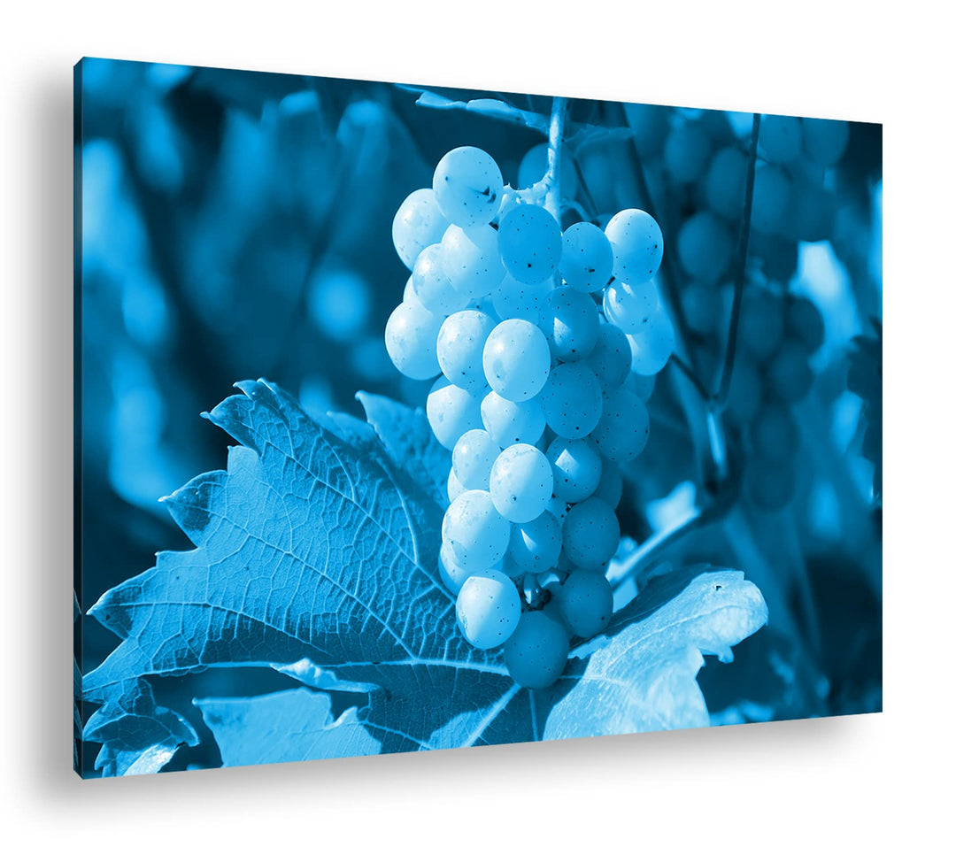 deyoli frische erntereife Weintrauben Format 80x60 Effekt: Monocrome Blau als Leinwandbild, Motiv fe
