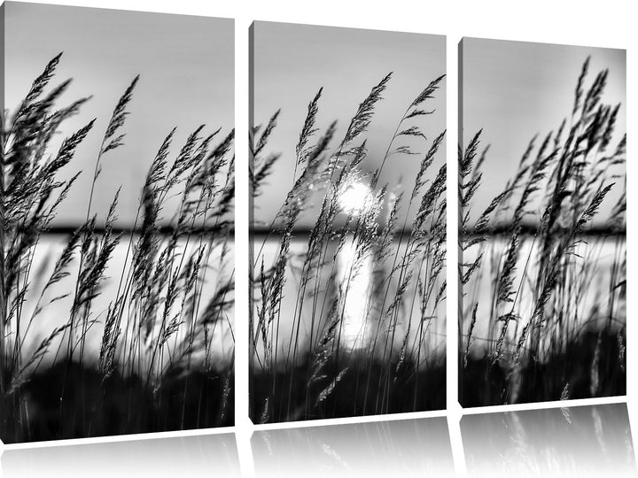 Pixxprint Sonne zwischen Gräsern als Leinwandbild/Grösse: 3 Teilig (120x80) / Wandbild/Kunstdruck/fe