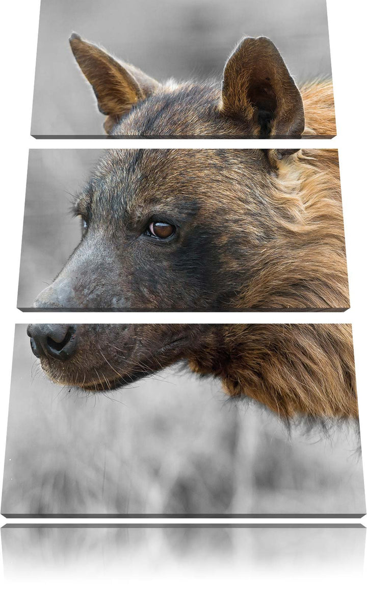 Pixxprint anmutige Hyäne im Wildgras als Leinwandbild/Grösse: 3 Teilig (120x80) cm/Wandbild/Kunstdru