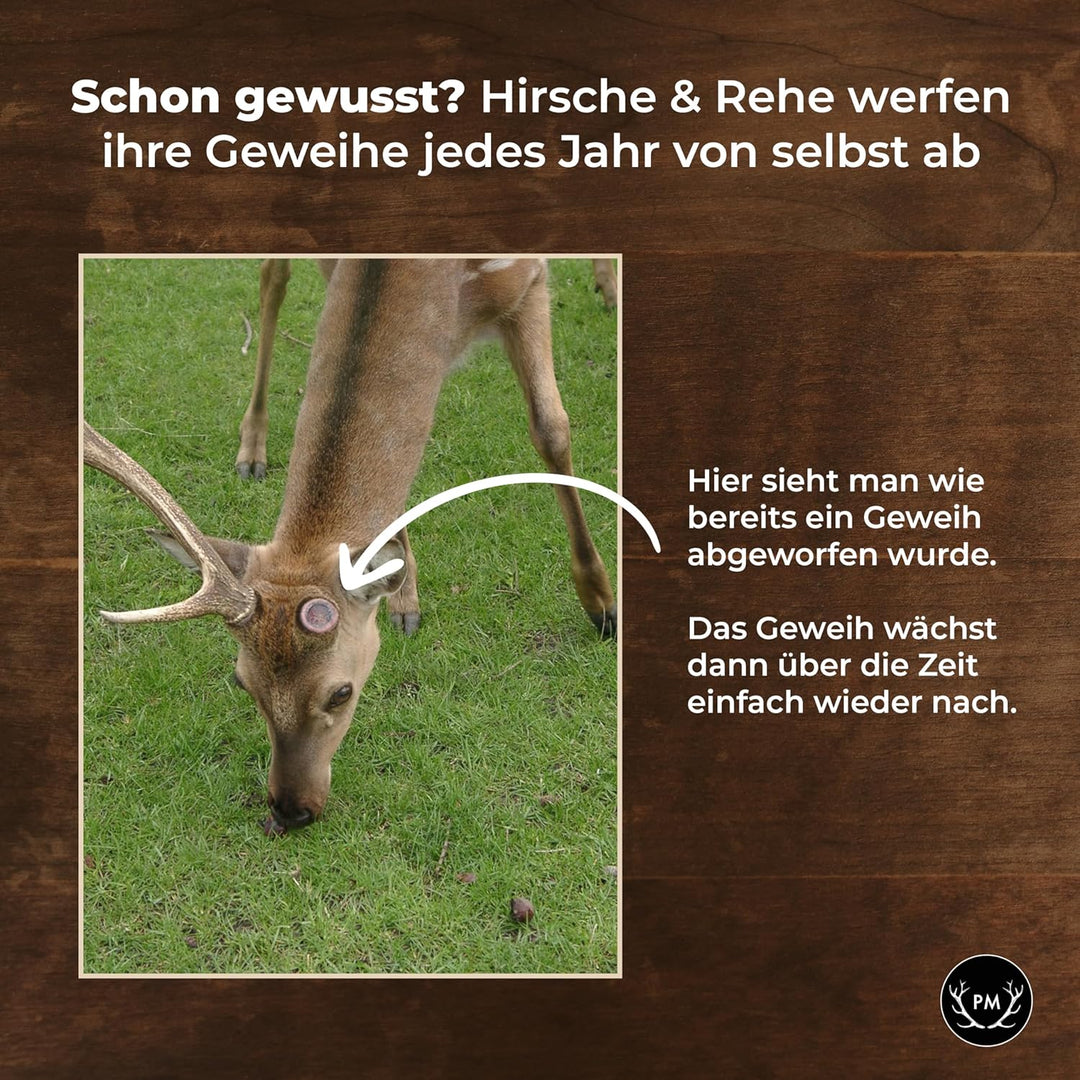 Flachmann mit echtem Hirschgeweih Deckel - 4cl Füllmenge, passt in Lederhose - Oktoberfest Gadget -