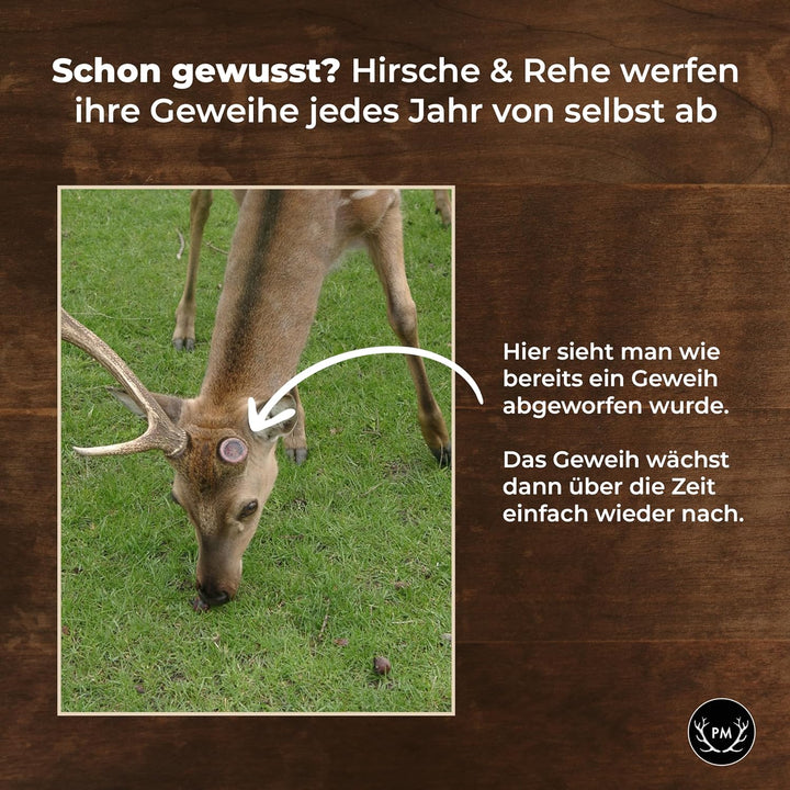 Flachmann mit echtem Hirschgeweih Deckel - 4cl Füllmenge, passt in Lederhose - Oktoberfest Gadget -