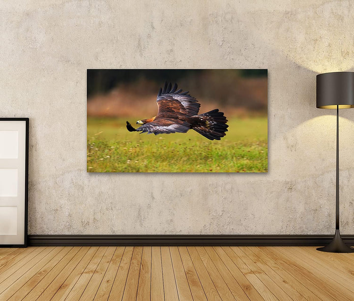 islandburner Bild auf Leinwand Steinadler fliegt über blühende Wiese Brauner Vogel Beute Grosse Span