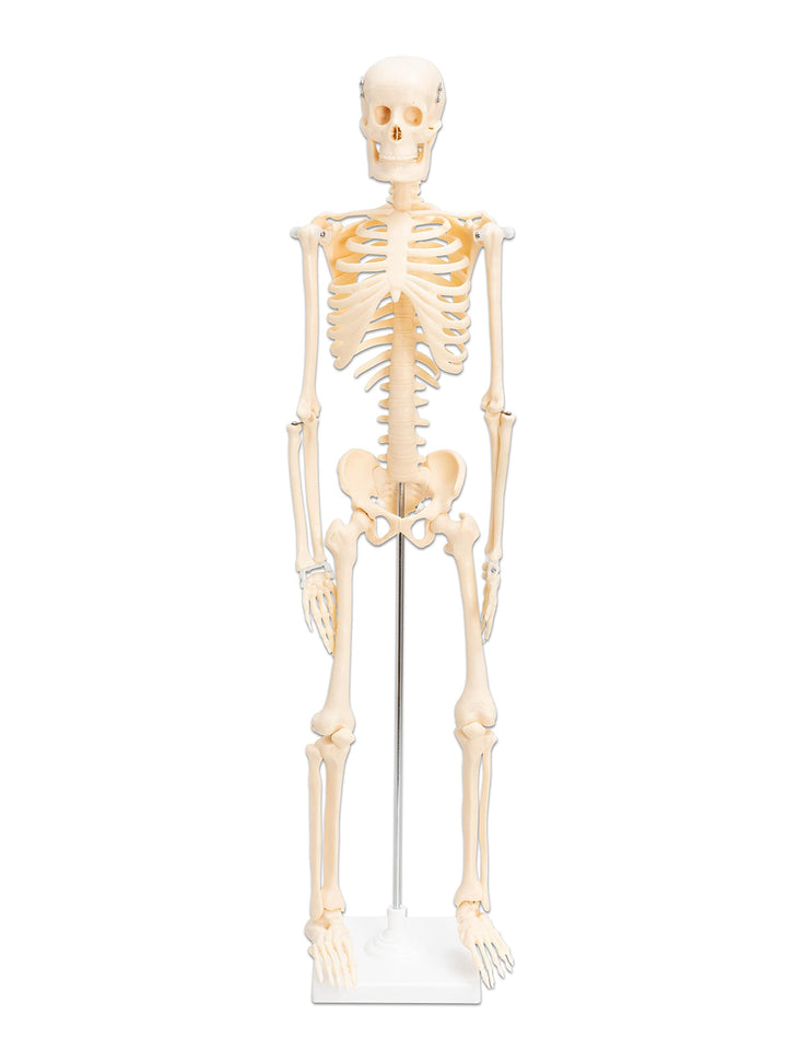 Betzold - Anatomie Skelett 80 cm, menschliches Modell - Anatomiemodell Biologie Nocolor, Nocolor