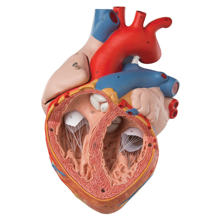3B Scientific Menschliche Anatomie - Herzmodell, 2-fache Grösse, 4-teilig + kostenlose Anatomie App