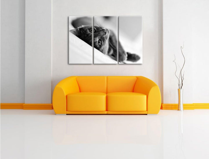 Pixxprint Niedliche Katze liegt im Bett 3-Teiler Leinwandbild 120x80 Bild auf Leinwand