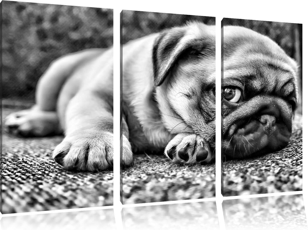 Pixxprint Süsser Mops auf Teppich als Leinwandbild/Grösse: 3 Teilig (120x80 cm) cm/Wandbild/Kunstdru