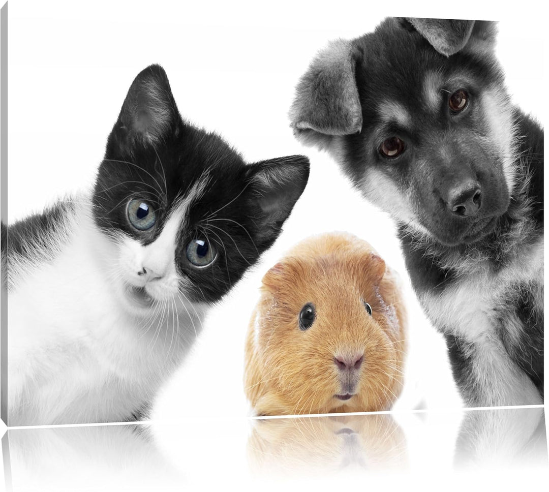 süsses Trio Hund Katze Meerschweinchen schwarz/weiss Format: 100x70 auf Leinwand, XXL riesige Bilder