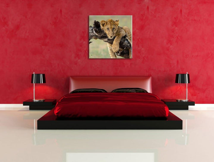 Junger Löwe in der Natur, Format: 70x70 auf Leinwand, XXL riesige Bilder fertig gerahmt mit Keilrahm