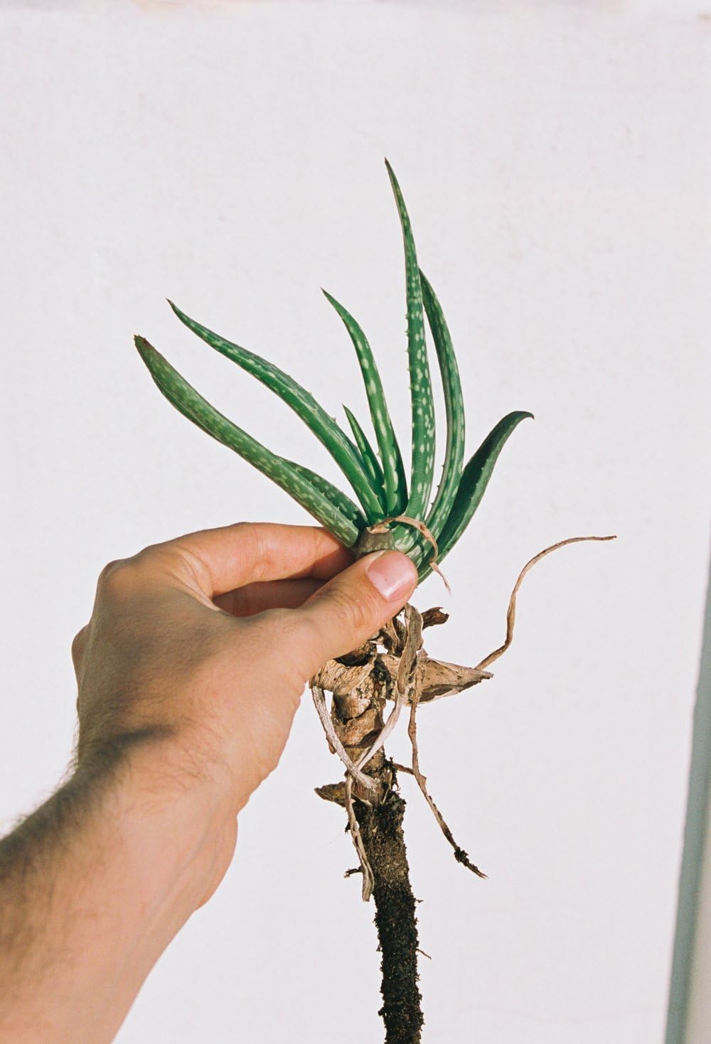 1HUNDRED Analogfilm, 100 ISO, 35 mm, 36 Belichtungen, Karton, blau