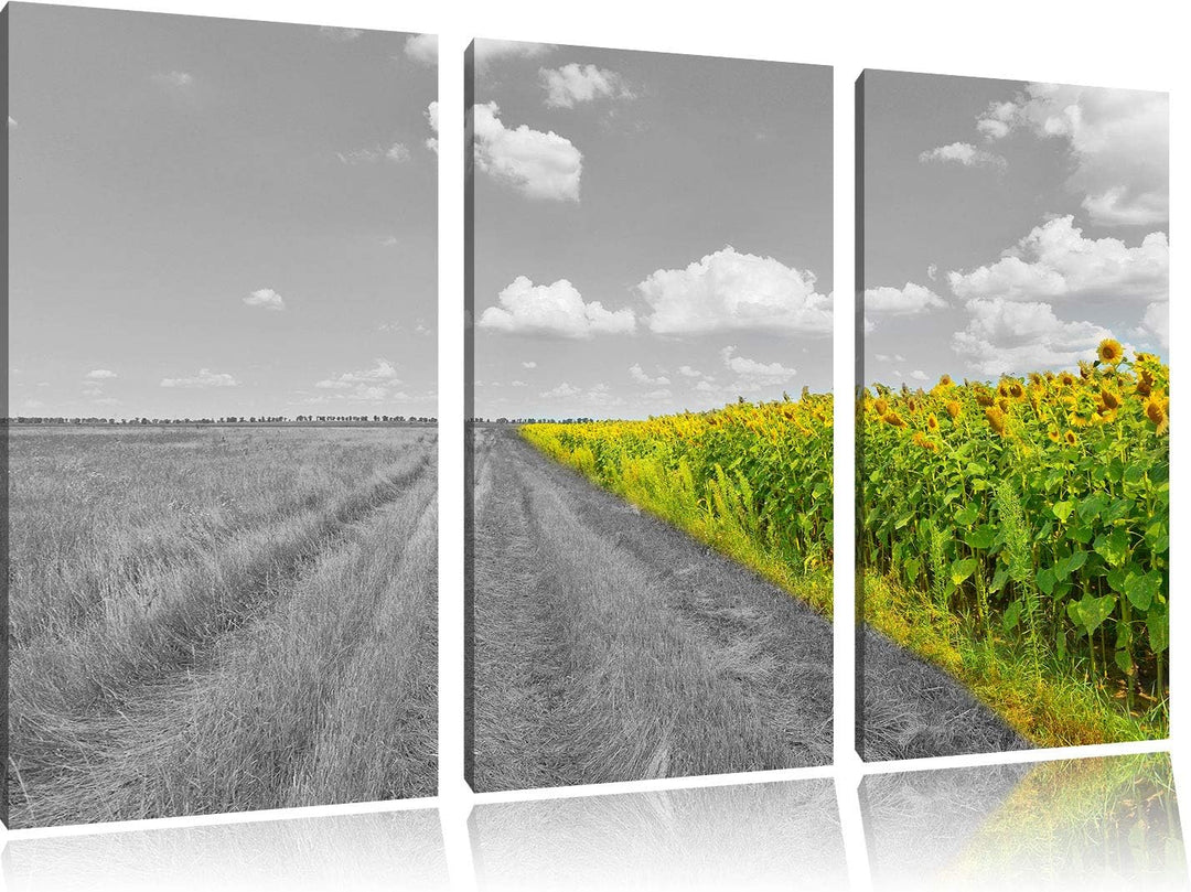 kleiner Feldweg neben Sonnenblumen schwarz/weiss 3-Teiler Leinwandbild 120x80 Bild auf Leinwand, XXL