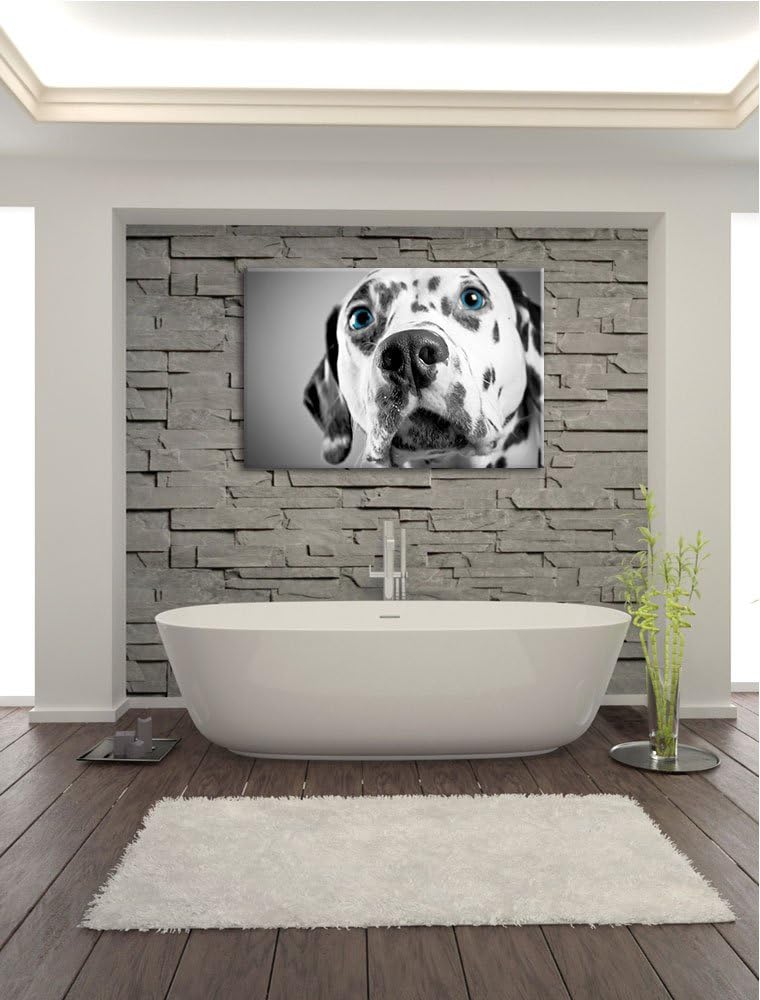 aufmerksamer Dalmatiner schwarz/weiss Format: 100x70 auf Leinwand, XXL riesige Bilder fertig gerahmt