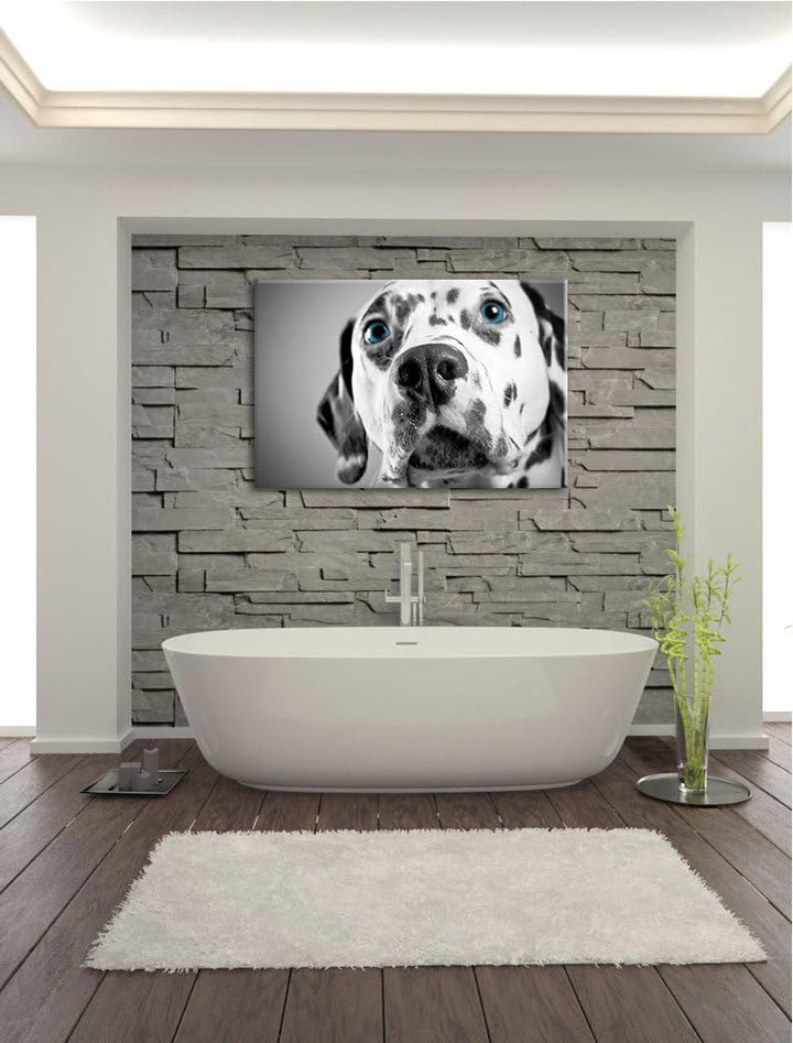 aufmerksamer Dalmatiner schwarz/weiss Format: 100x70 auf Leinwand, XXL riesige Bilder fertig gerahmt