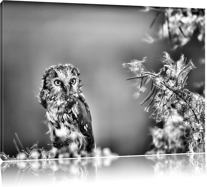 Pixxprint Kauz bestaunt Blatt / 100x70cm Leinwandbild bespannt auf Holzrahmen/Wandbild Kunstdruck De