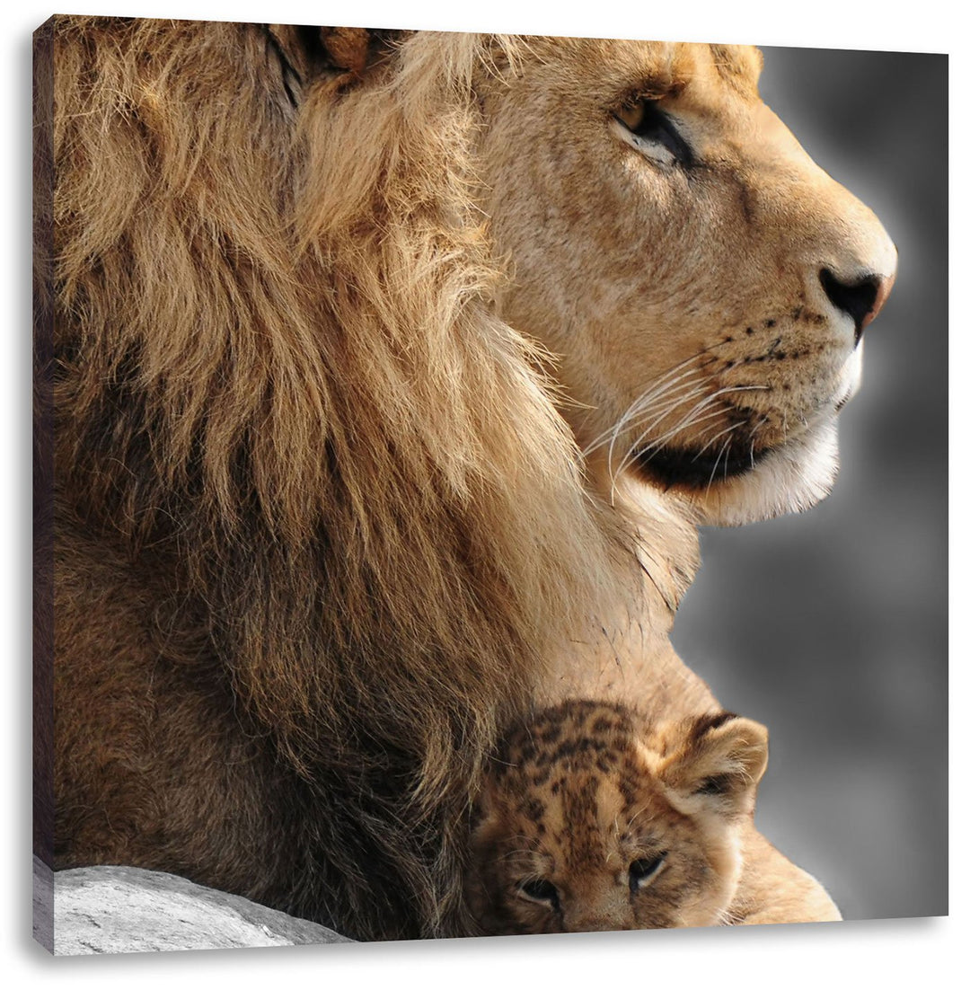 Pixxprint Löwe mit Löwenbaby / 70x70cm Leinwandbild bespannt auf Holzrahmen/Wandbild Kunstdruck Deko
