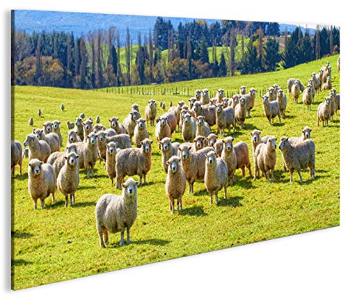 islandburner Bild Bilder auf Leinwand Schafherde Schafe auf Wiese 1p XXL Poster Leinwandbild Wandbil