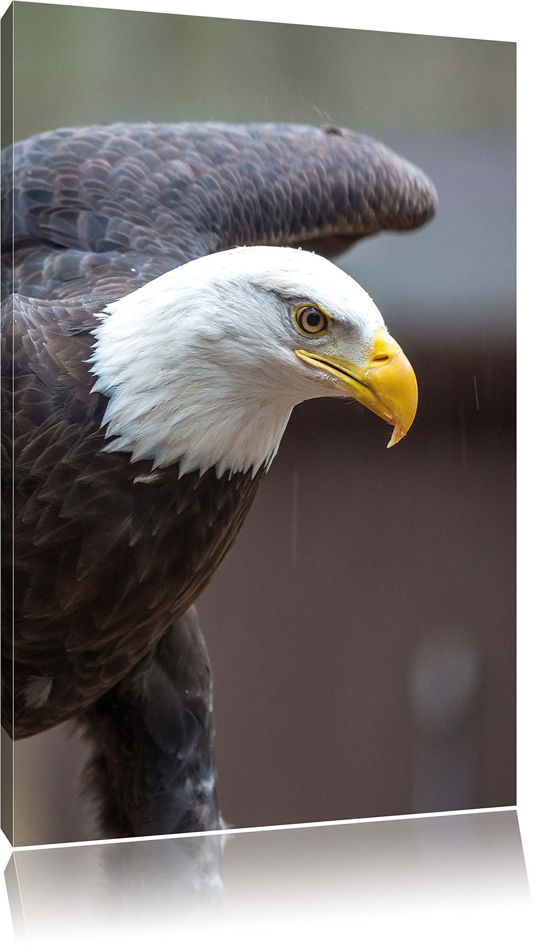 Pixxprint Adler, Format: 100x70 auf Leinwand, XXL riesige Bilder fertig gerahmt mit Keilrahmen, Kuns