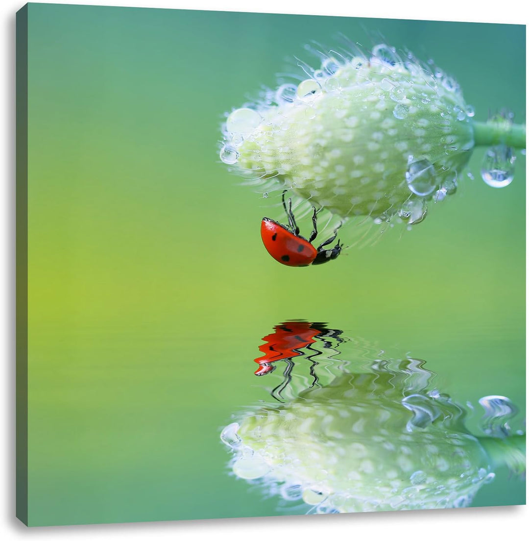 Pixxprint Marienkäfer Mohnblume als Leinwandbild Quadratisch/Grösse: 70x70 / Wandbild/Kunstdruck/fer