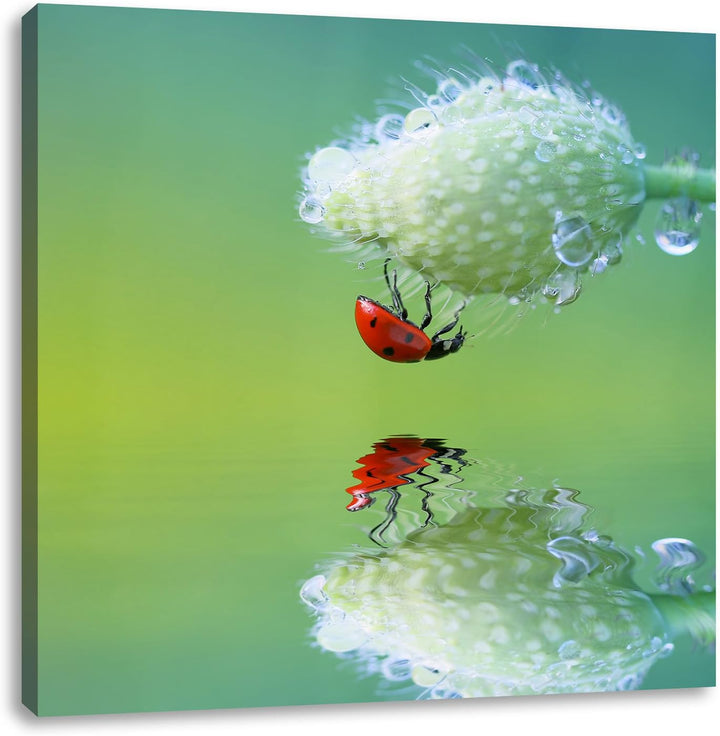 Pixxprint Marienkäfer Mohnblume als Leinwandbild Quadratisch/Grösse: 70x70 / Wandbild/Kunstdruck/fer