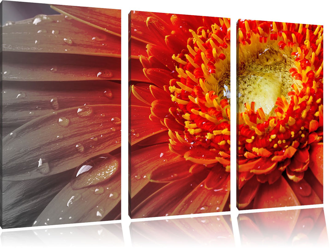 Pixxprint Gerbera mit Wassertropfen als Leinwandbild/Grösse: 3 Teilig (120x80 cm) cm/Wandbild/Kunstd