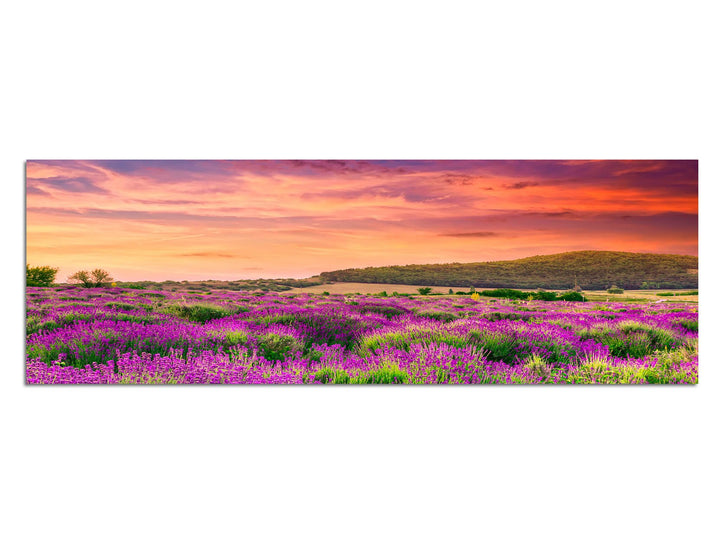Paul Sinus Art Panoramabild auf Leinwand und Keilrahmen 150x50cm Lavendelfeld Sommer Sonnenuntergang