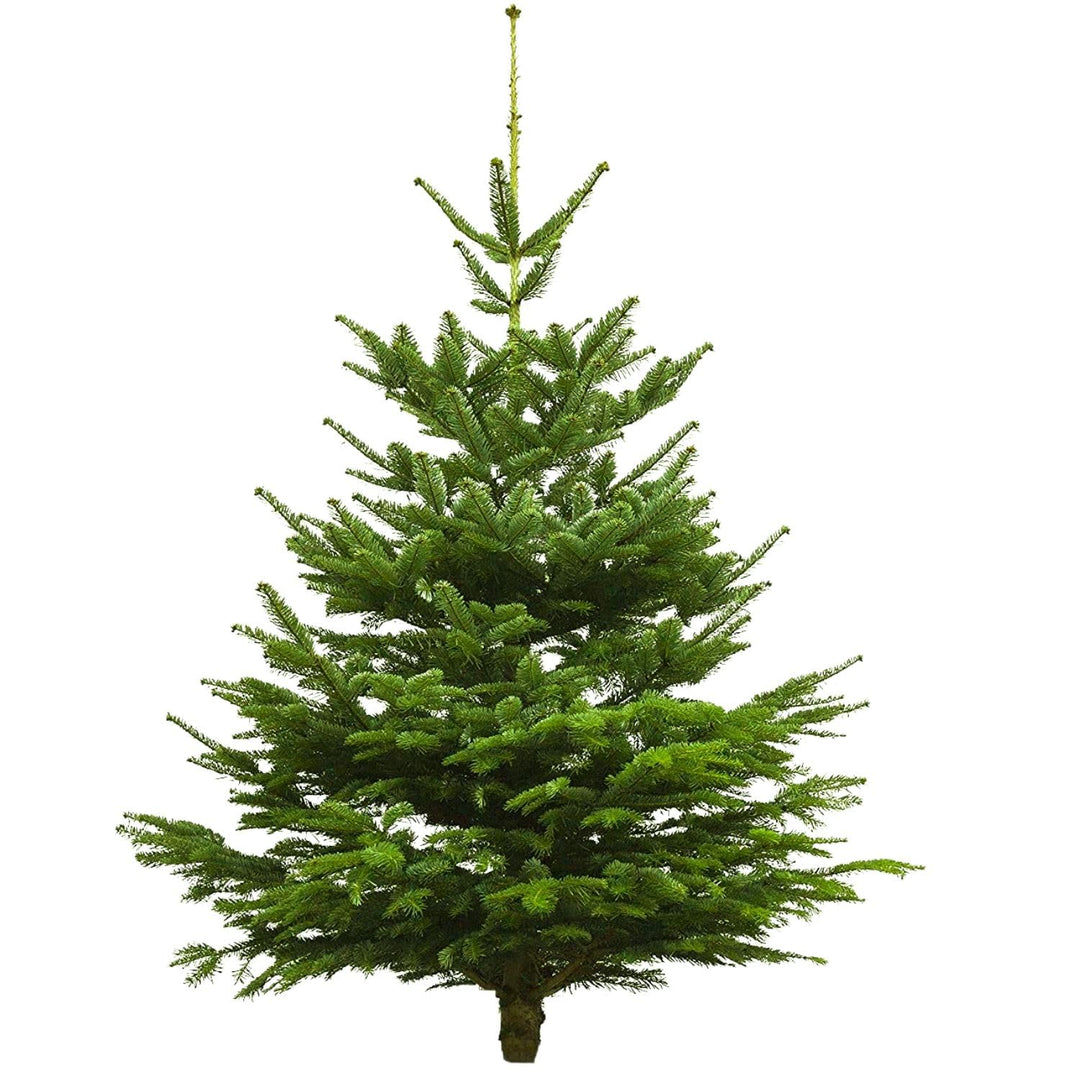 Echter Weihnachtsbaum - Nordmanntanne - frisch geschlagen Christbaum Tannenbaum (Tanne, 80-100 cm)