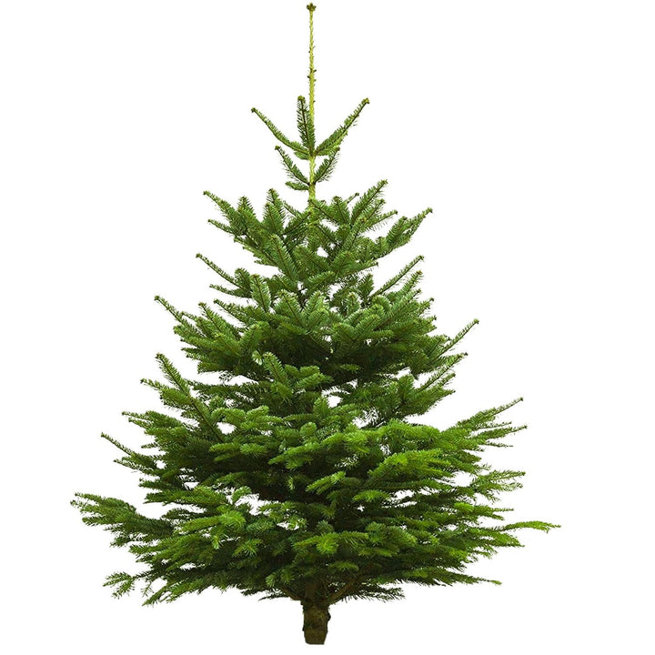Echter Weihnachtsbaum - Nordmanntanne - frisch geschlagen Christbaum Tannenbaum (Tanne, 80-100 cm)