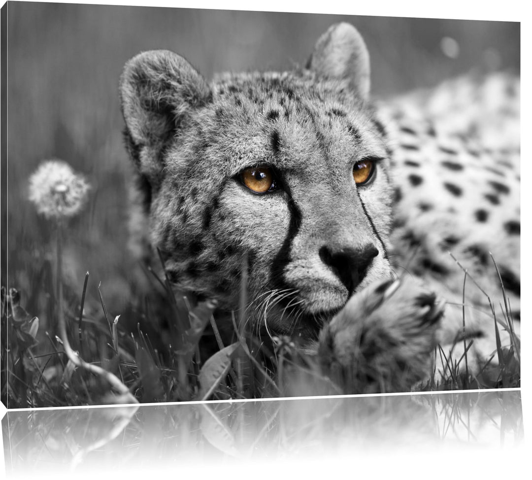 hübscher Gepard im Gras schwarz/weiss Format: 100x70 auf Leinwand, XXL riesige Bilder fertig gerahmt