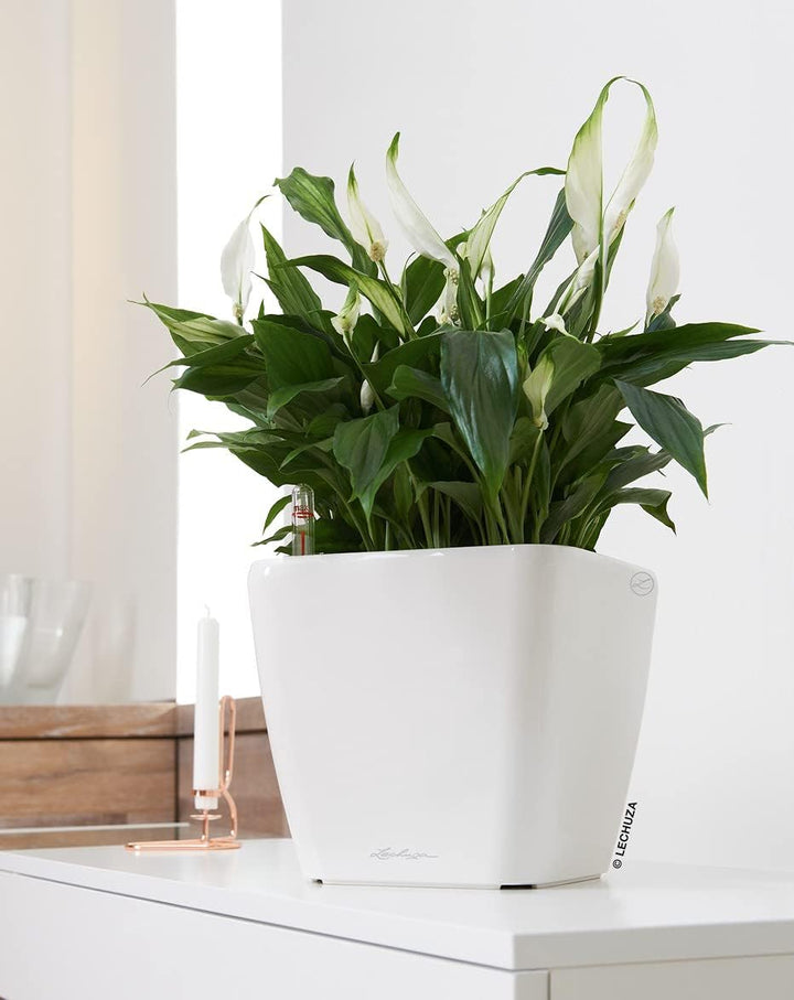 Lechuza Pflanzgefäss Quadro LS 35 Scarlet rot Hochglanz 16167