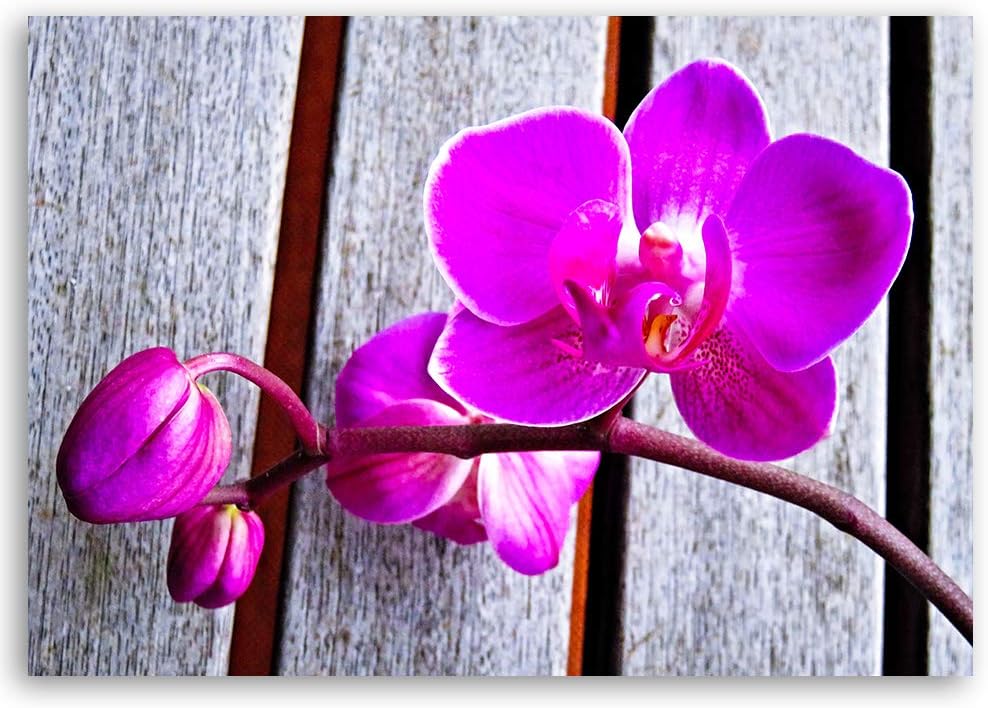 Feeby Wanddeko Orchideen Bild Kunstdruck modern Blumen Violett 80x60 cm Deko Paneel 80x60 cm Violett