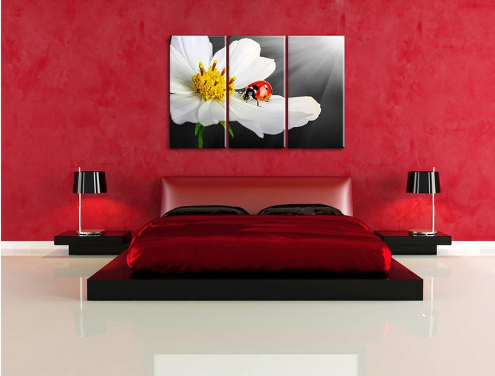 Pixxprint Marienkäfer auf Einer weissen Blume als Leinwandbild/Grösse: 3 Teilig (120x80) cm/Wandbild
