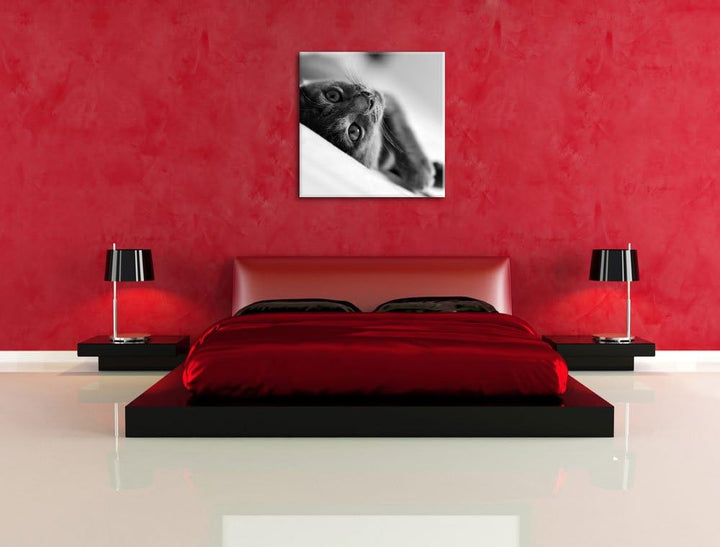 Pixxprint Niedliche Katze liegt im Bett/Format: 70x70cm / Leinwandbild fertig bespannt Wandbild Kuns