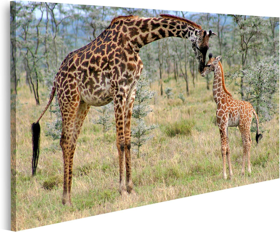 islandburner Bild auf Leinwand Mutter Baby Giraffe Natur Bilder Wandbilder Poster, 80L x 40B cm