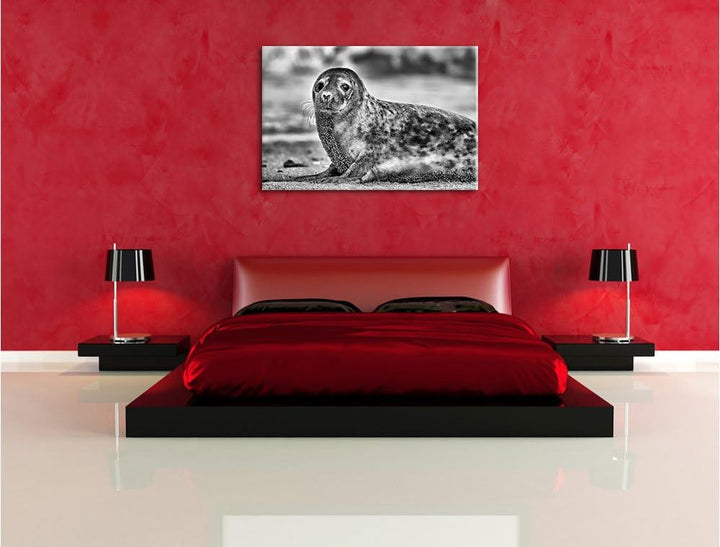 Pixxprint niedliche Robbe am Strand / 100x70cm Leinwandbild bespannt auf Holzrahmen/Wandbild Kunstdr