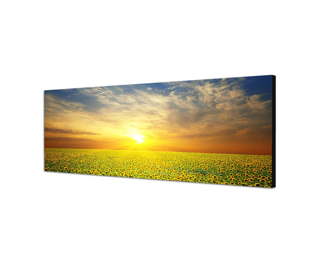 Wandbild auf Leinwand als Panorama in 150x50cm Sonnenblumenfeld Sonne Sommer