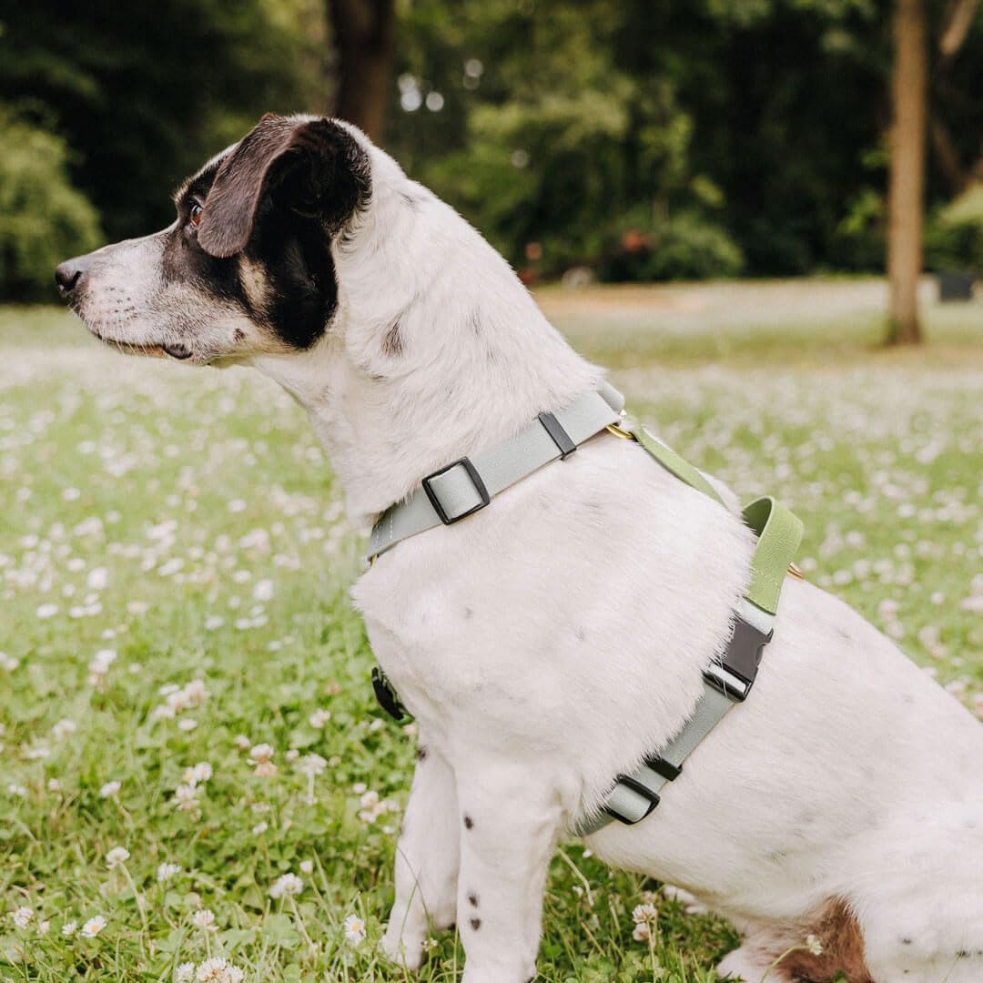 Hundegeschirr Handmade, 5-Fach verstellbar &amp; wasserfest, Made in Germany, kleine bis sehr grosse Hun