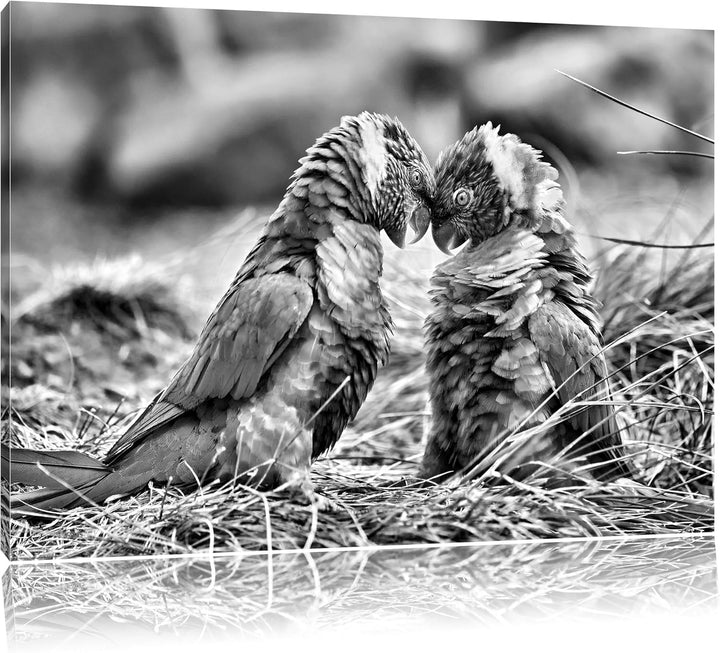 Pixxprint Kämpfende Allfarblori / 100x70cm Leinwandbild bespannt auf Holzrahmen/Wandbild Kunstdruck