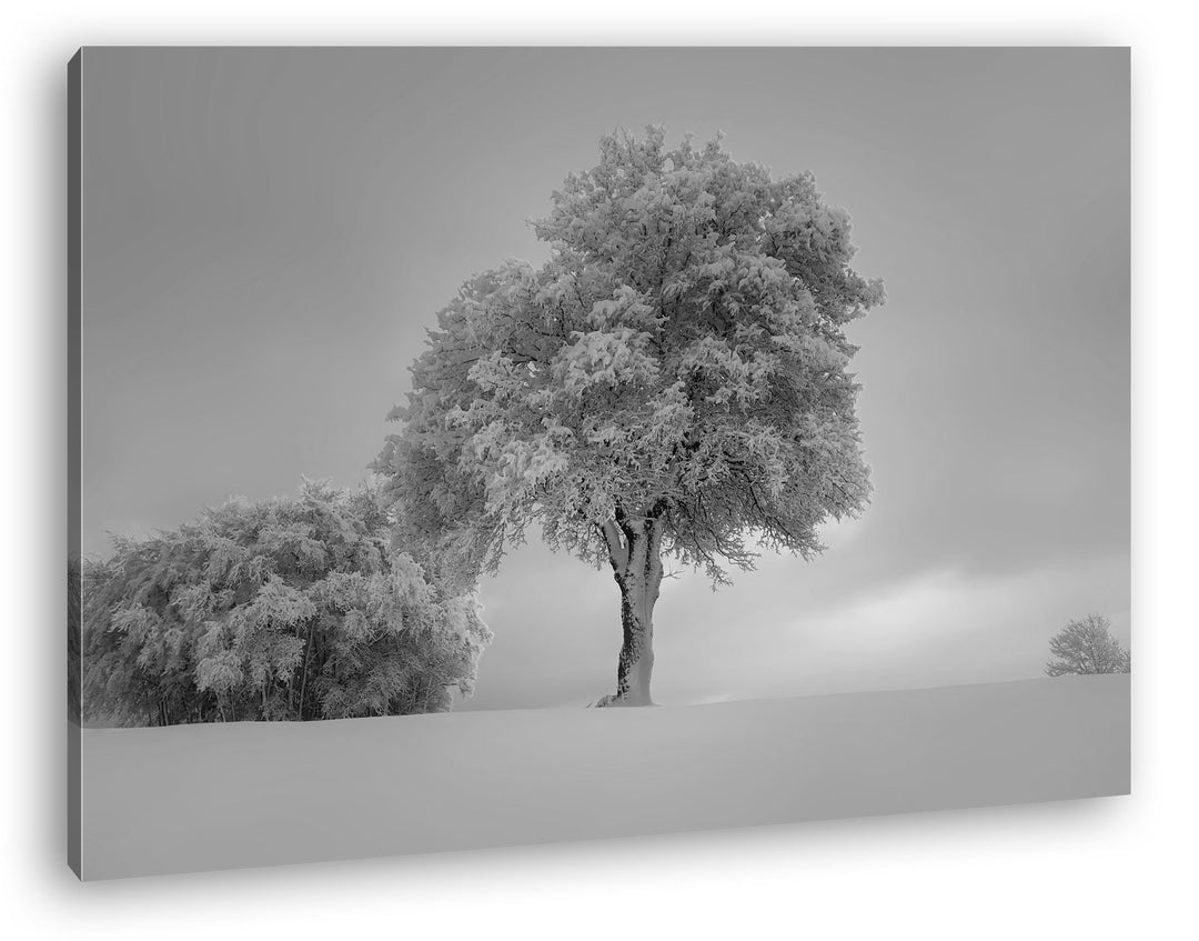 deyoli schneebedeckte Bäume Format: 100x70 Effekt: Schwarz/Weiss als Leinwand, Motiv fertig gerahmt
