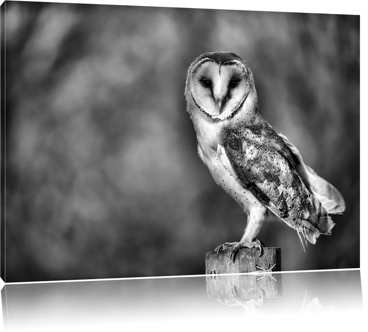 Monocrome, Eule, Format: 100x70 auf Leinwand, XXL riesige Bilder fertig gerahmt mit Keilrahmen, Kuns