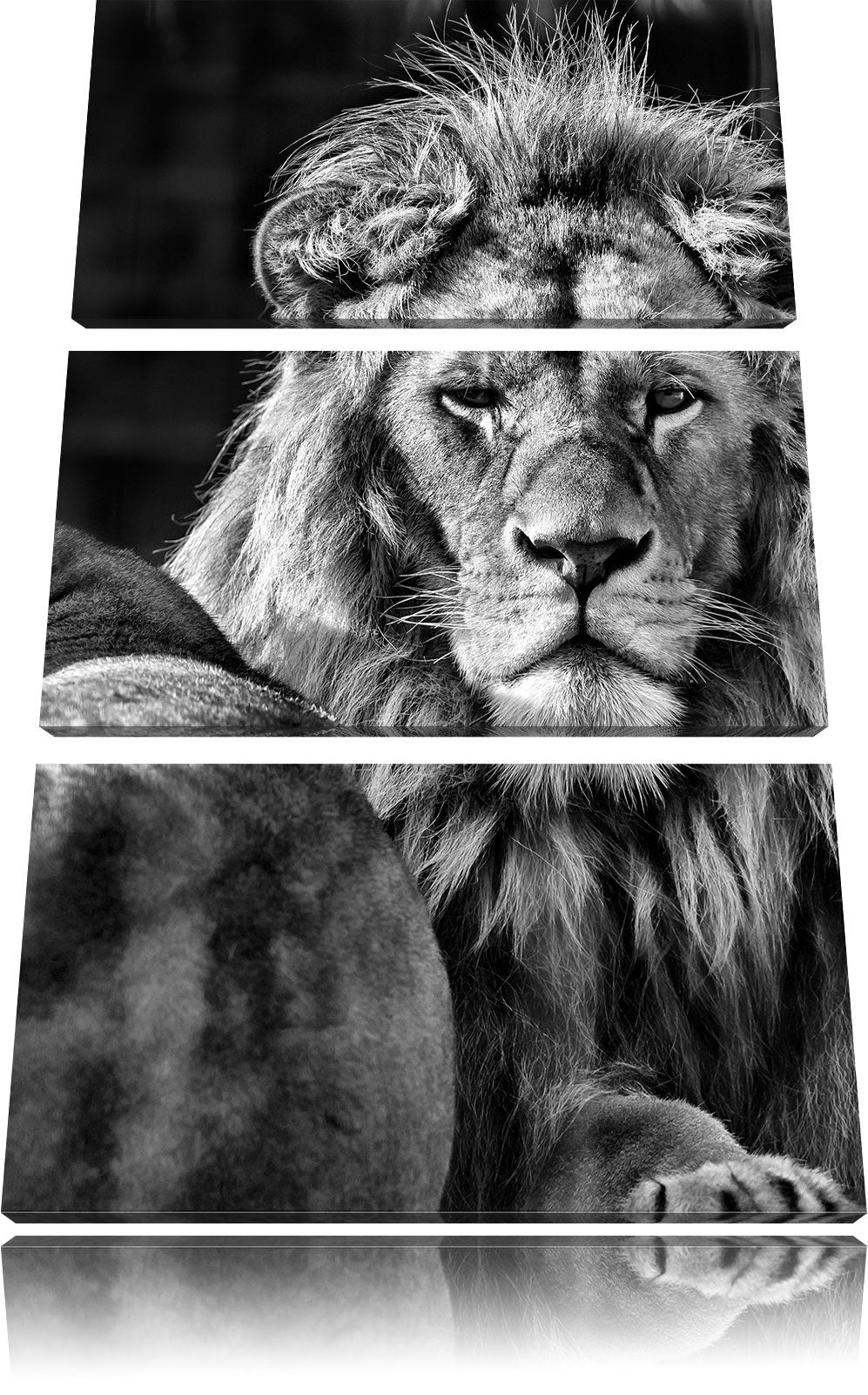 Pixxprint schönes Löwenpaar als Leinwandbild/Grösse: 3 Teilig (120x80) cm/Wandbild/Kunstdruck/fertig
