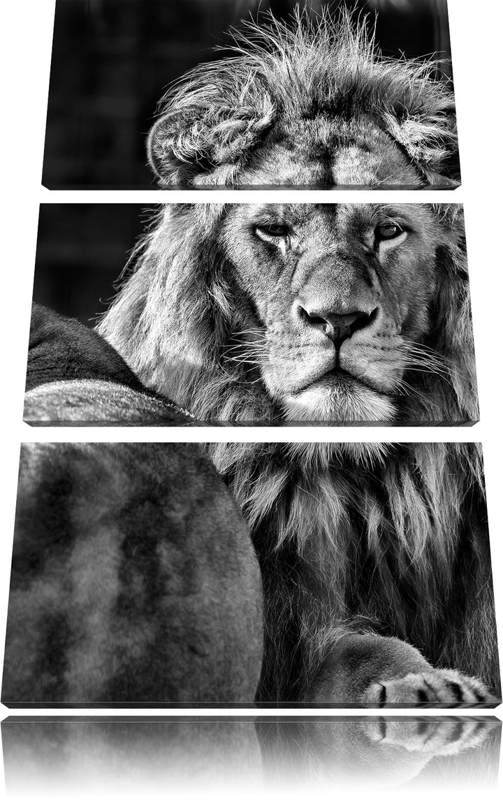 Pixxprint schönes Löwenpaar als Leinwandbild/Grösse: 3 Teilig (120x80) cm/Wandbild/Kunstdruck/fertig