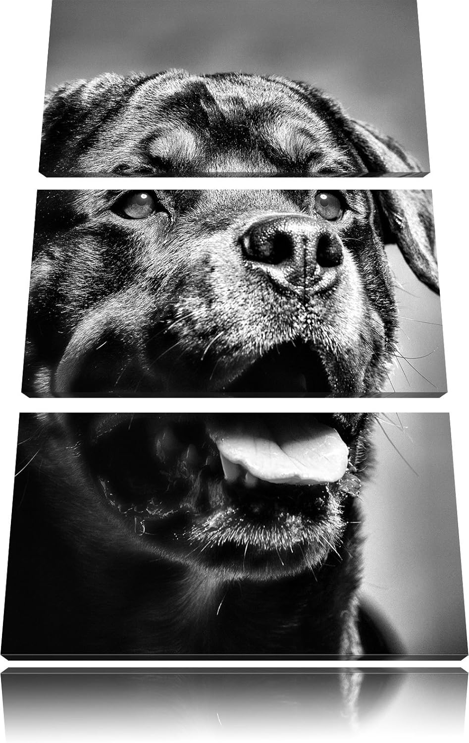 Pixxprint Treuer Rottweiler als Leinwandbild | Grösse: 3 Teilig (120x80) | Wandbild| Kunstdruck | fe