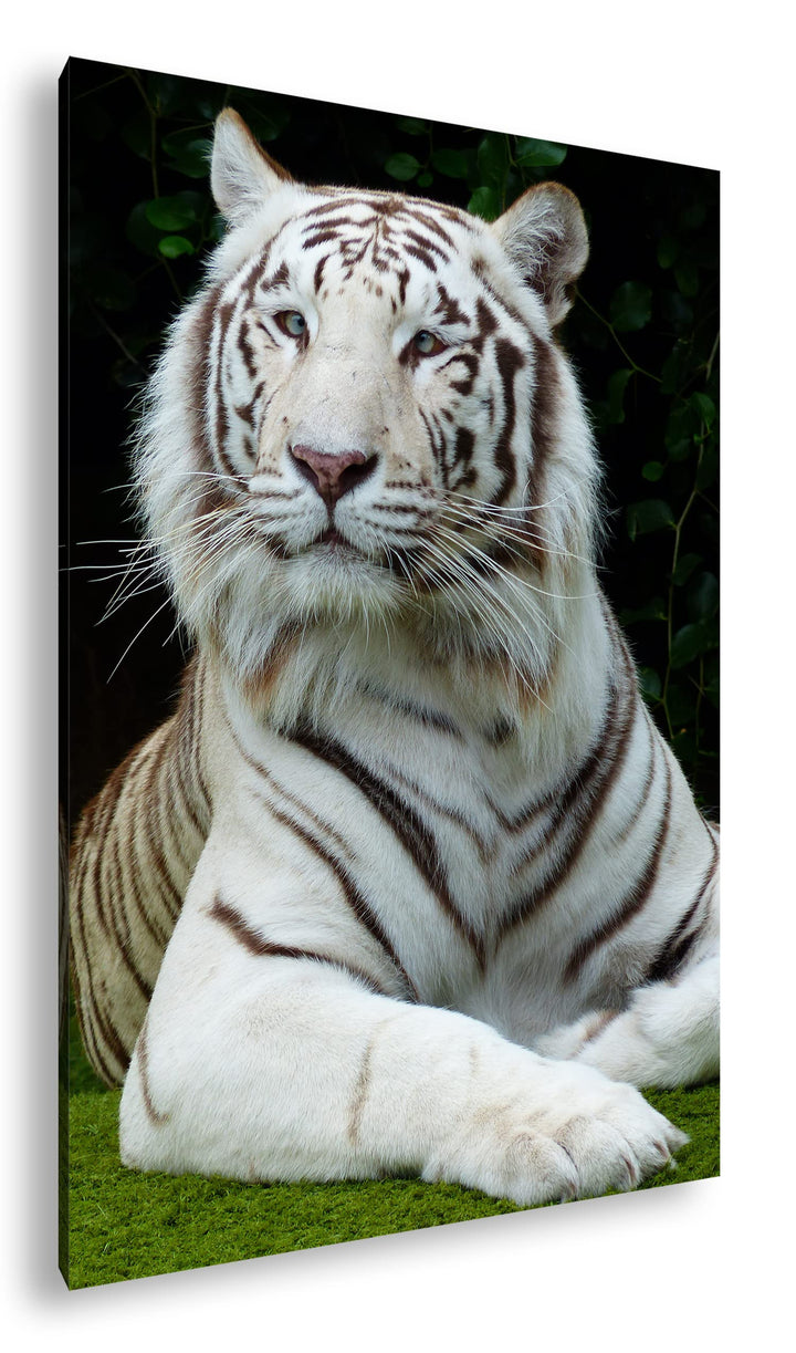 deyoli majestätischer Tiger im Format: 80x60 als Leinwandbild, Motiv fertig gerahmt auf Echtholzrahm