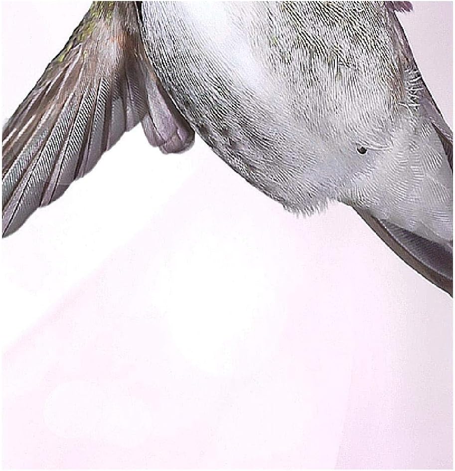 Runa Art Wandbilder Blumen Vogel Bild XXL Wohnzimmer Schlafzimmer Rosa Kolibri Abstrakt 120 x 80 cm