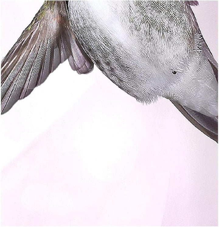 Runa Art Wandbilder Blumen Vogel Bild XXL Wohnzimmer Schlafzimmer Rosa Kolibri Abstrakt 120 x 80 cm