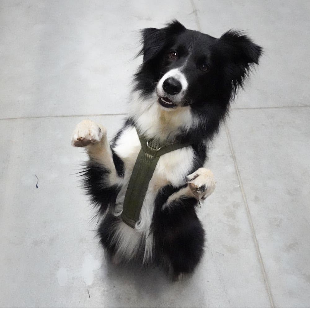 anny-x Brustgeschirr Fun Oliv Oliv - Gr. XS Oliv/Blatt für mich (Leaf It to Me) XS, Oliv/Blatt für m