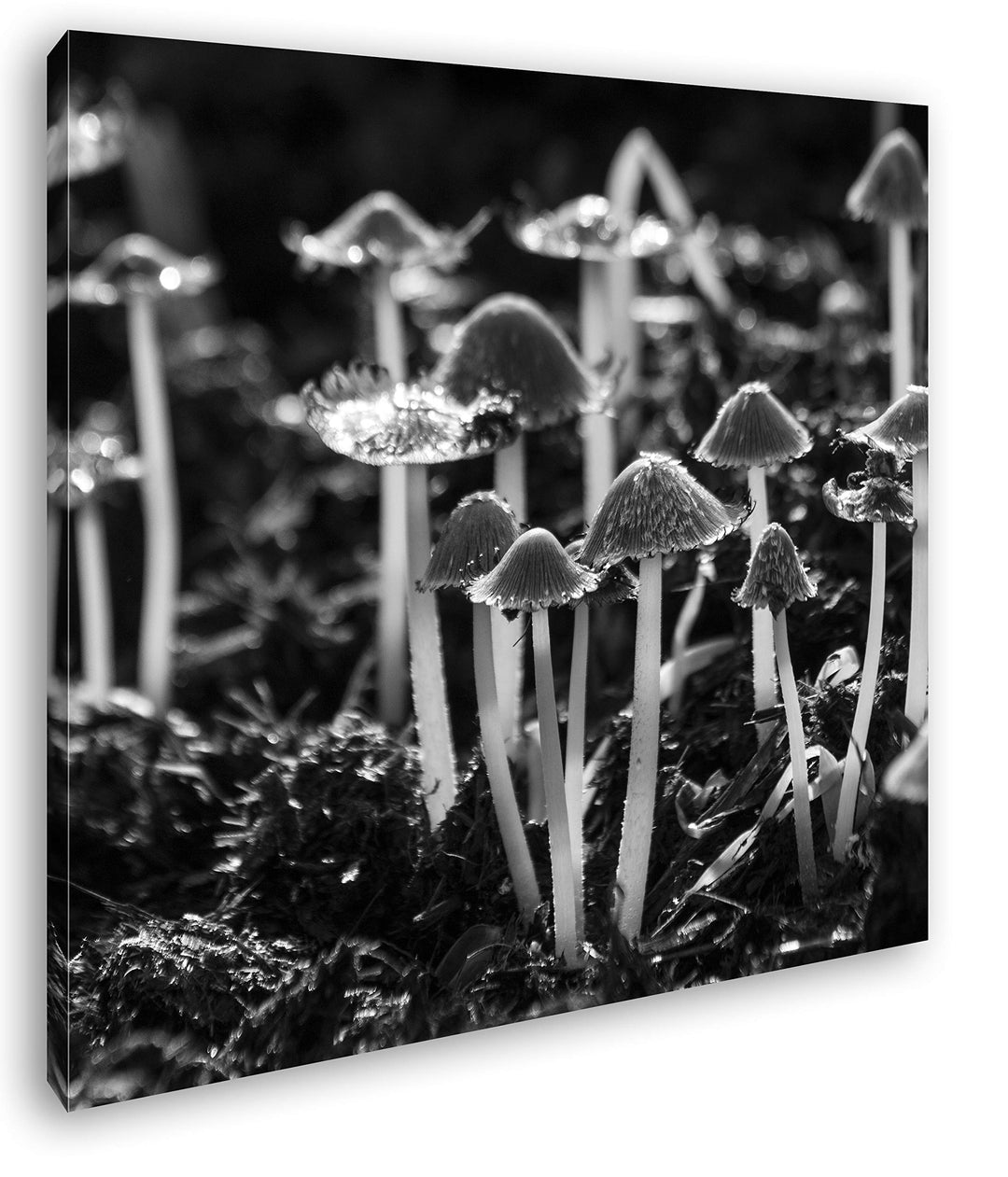 deyoli kleine graue Pilze im Wald Format: 60x60 Effekt: Schwarz&Weiss als Leinwandbild, Motiv auf Ec