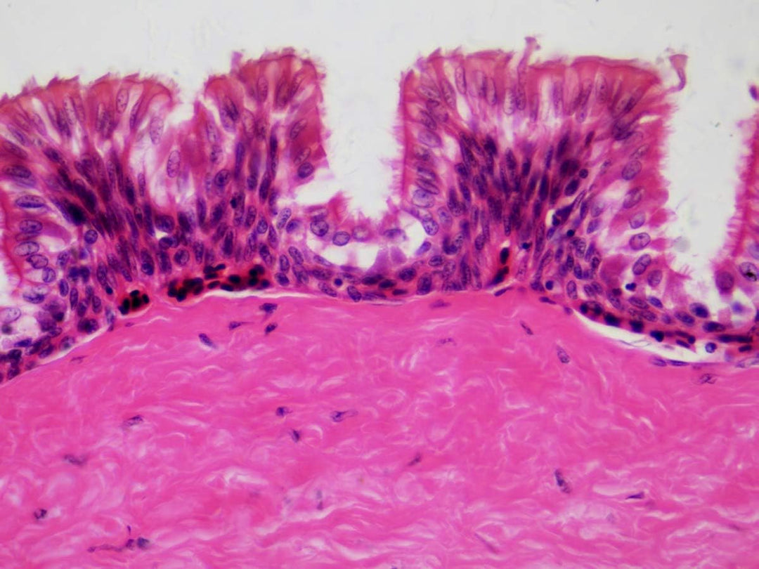 Bresser Mikroskop Dauerpräparate 30 Stück in Kunststoffbox, Lernpräparate aus der Biologie Single, S