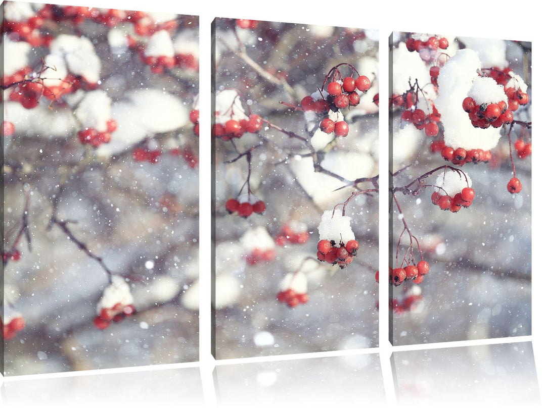 Pixxprint Vogelbeeren mit Schnee bedeckt als Leinwandbild/Grösse: 3 Teilig (120x80) cm/Wandbild/Kuns