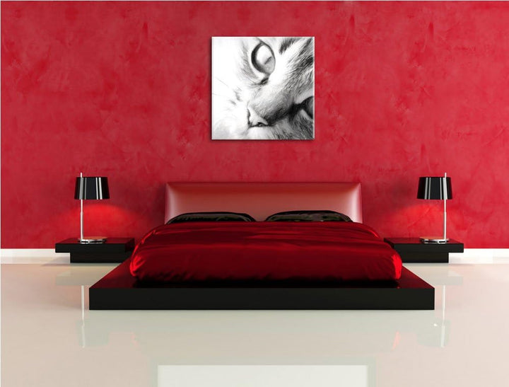 Pixxprint Graue Katze, Format: 70x70 auf Leinwand, XXL riesige Bilder fertig gerahmt mit Keilrahmen,